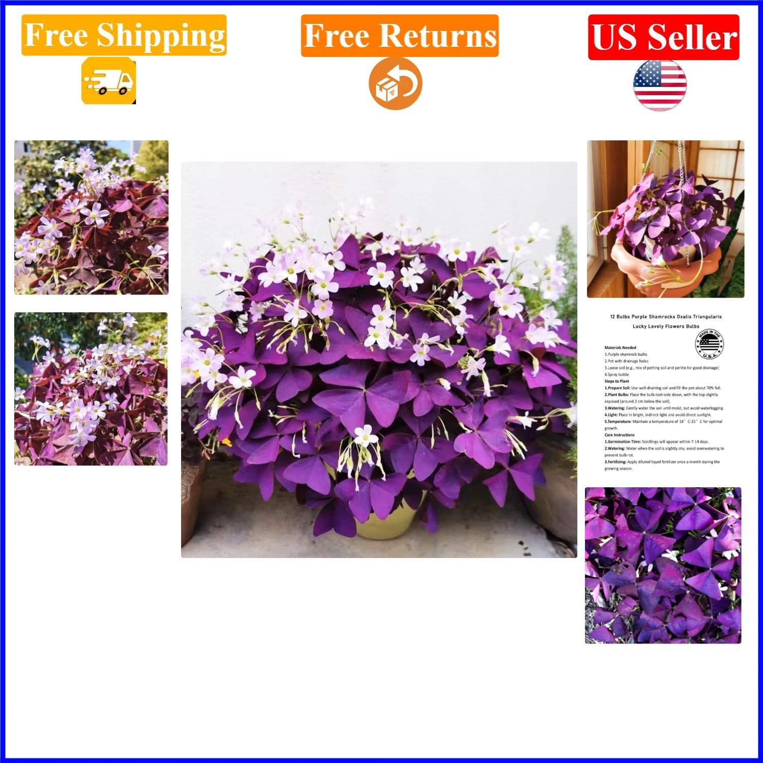 12+ Bulbs Oxalis Triangularis Purple Shamrocks for Indoor/Outdoor Growth