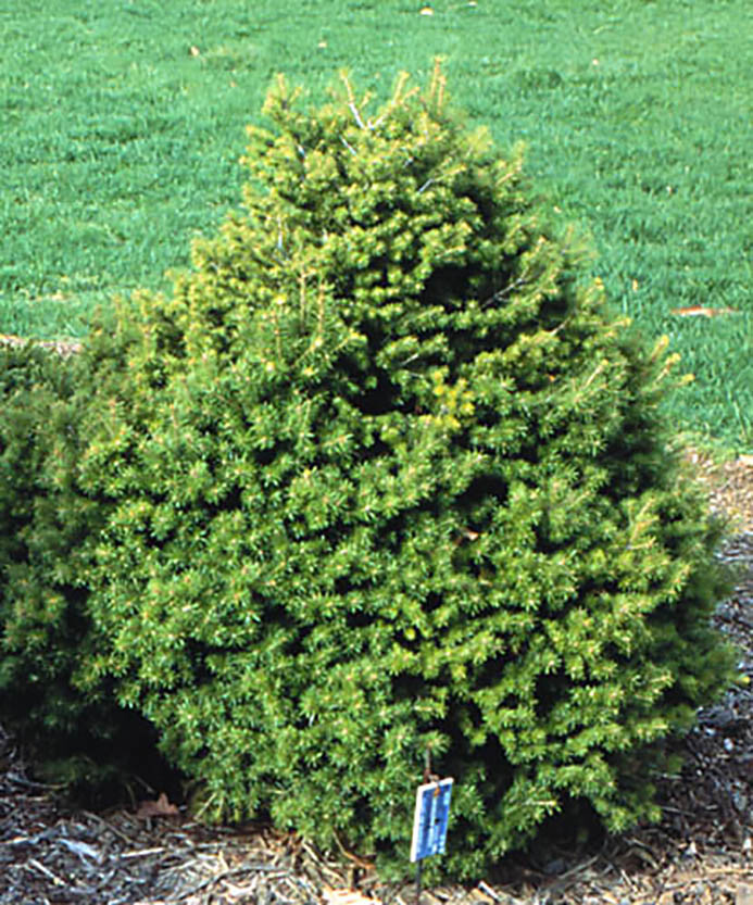 Green Douglas Fir, Pseudotsuga menziesii, Tree Seeds (Fragrant Evergreen)