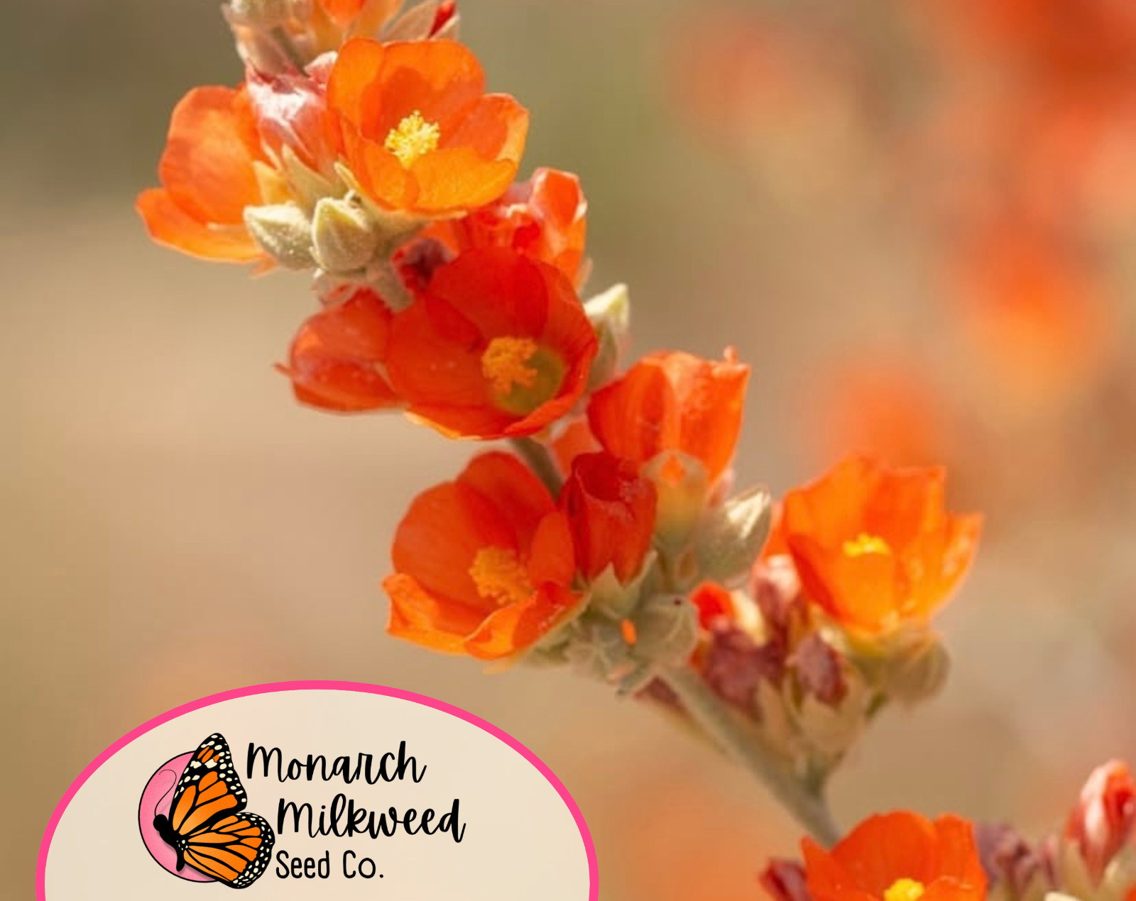 950+ Desert Globemallow Seeds | Native Wildflower Gardening, Sphaeralcea ambigua