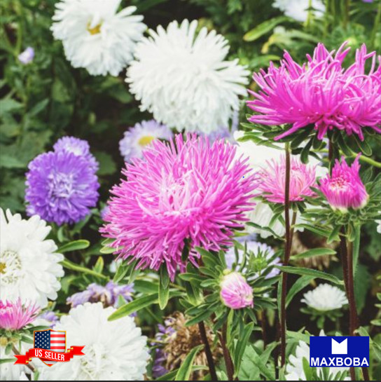 Aster Seeds Crego Giant Mixture Non-GMO