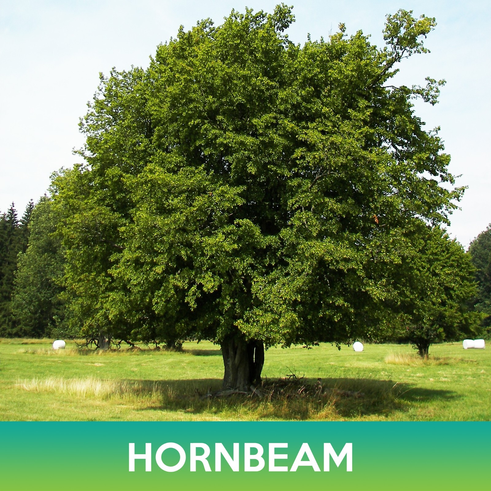 Hornbeam Korean Seeds