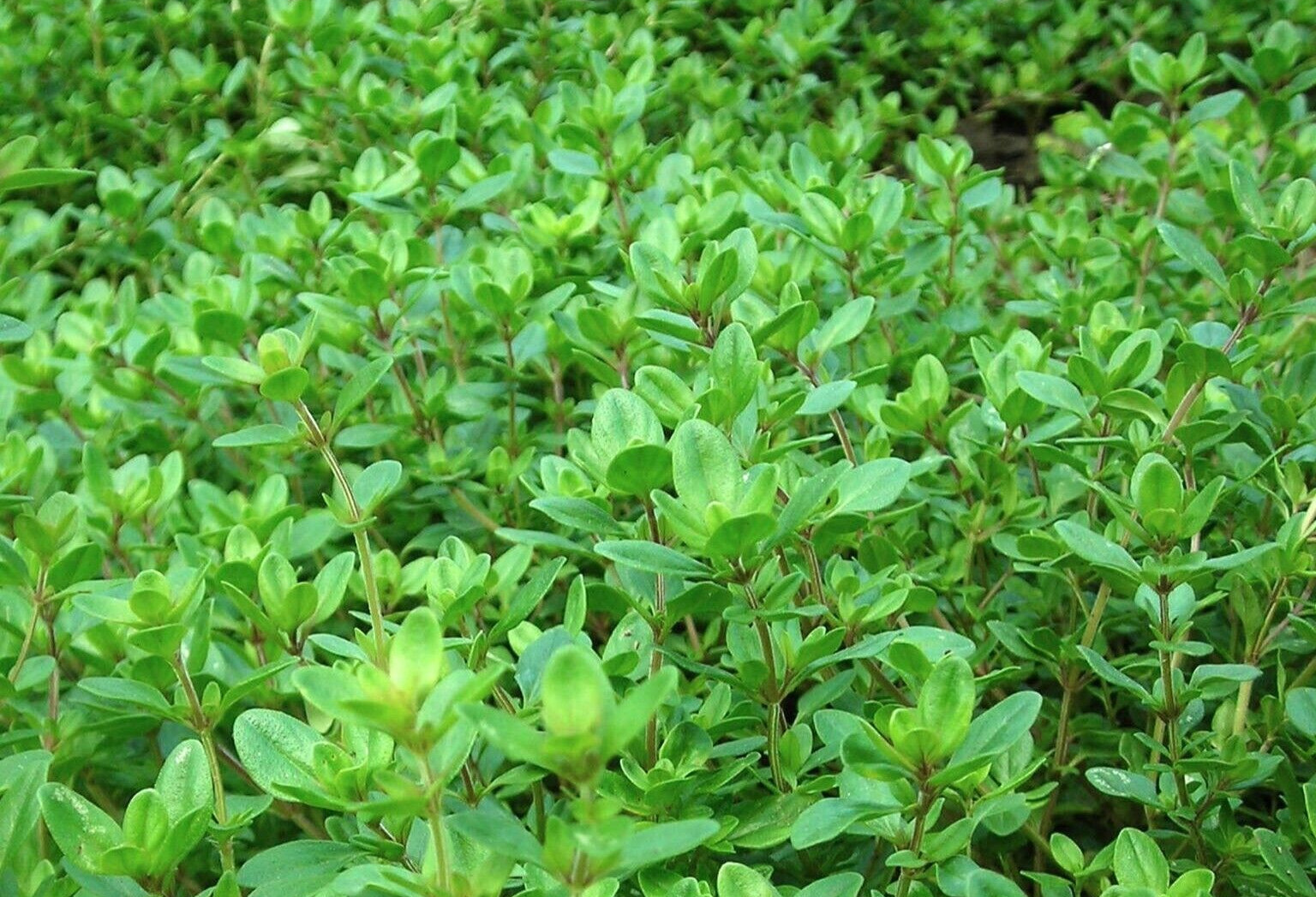French Winter Thyme Seeds 500+ Garden Seeds Heirloom Non – GMO Perennial