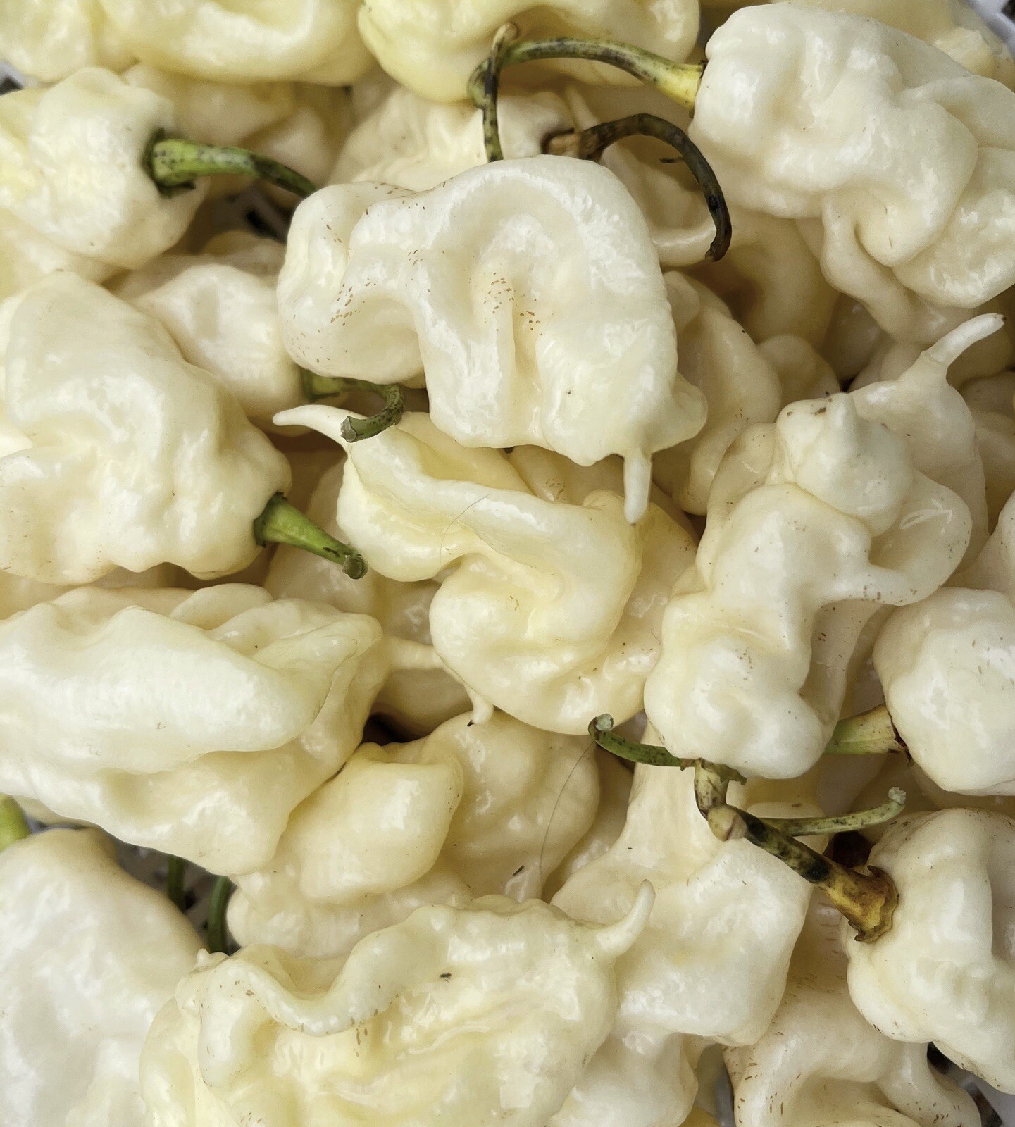 10 White Ghost Scorpion Superhot Pepper Seeds