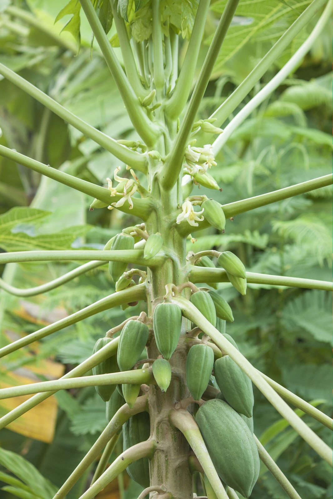 Papaya Tree 20 Heirloom Seeds-Carica Papaya -Nice tropical For Container Growing