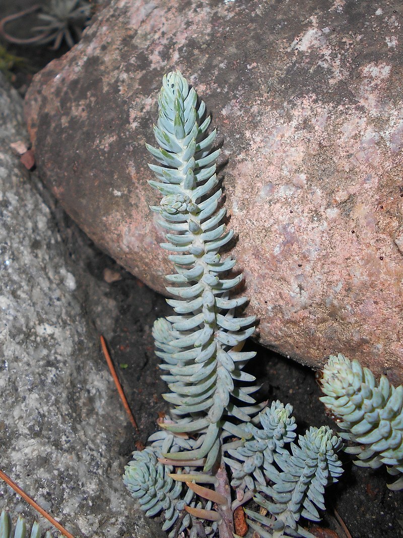 SEDUM RUPESTRE BLUE SPRUCE 200 SEEDS, HARDY SEDUM, YELLOW FLOWERS IN SUMMER