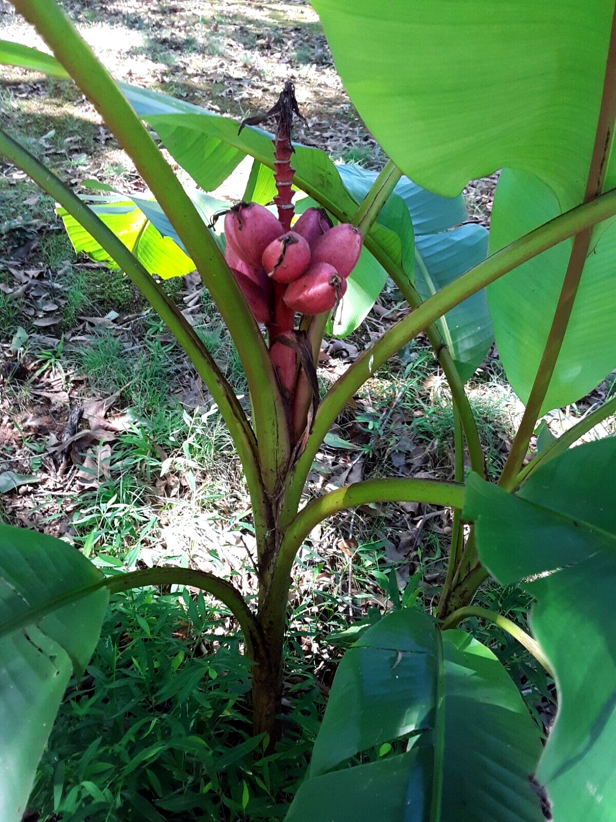 10 Pink Dwarf Ornamental Banana fruit Seeds(Musa Velu).US Grown Seeds.