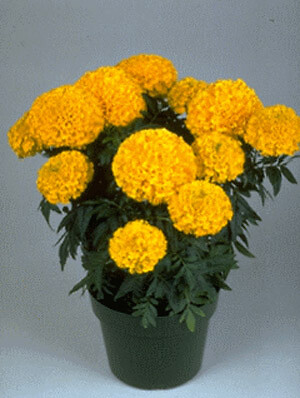 Marigold Marvel II Gold 250 seeds