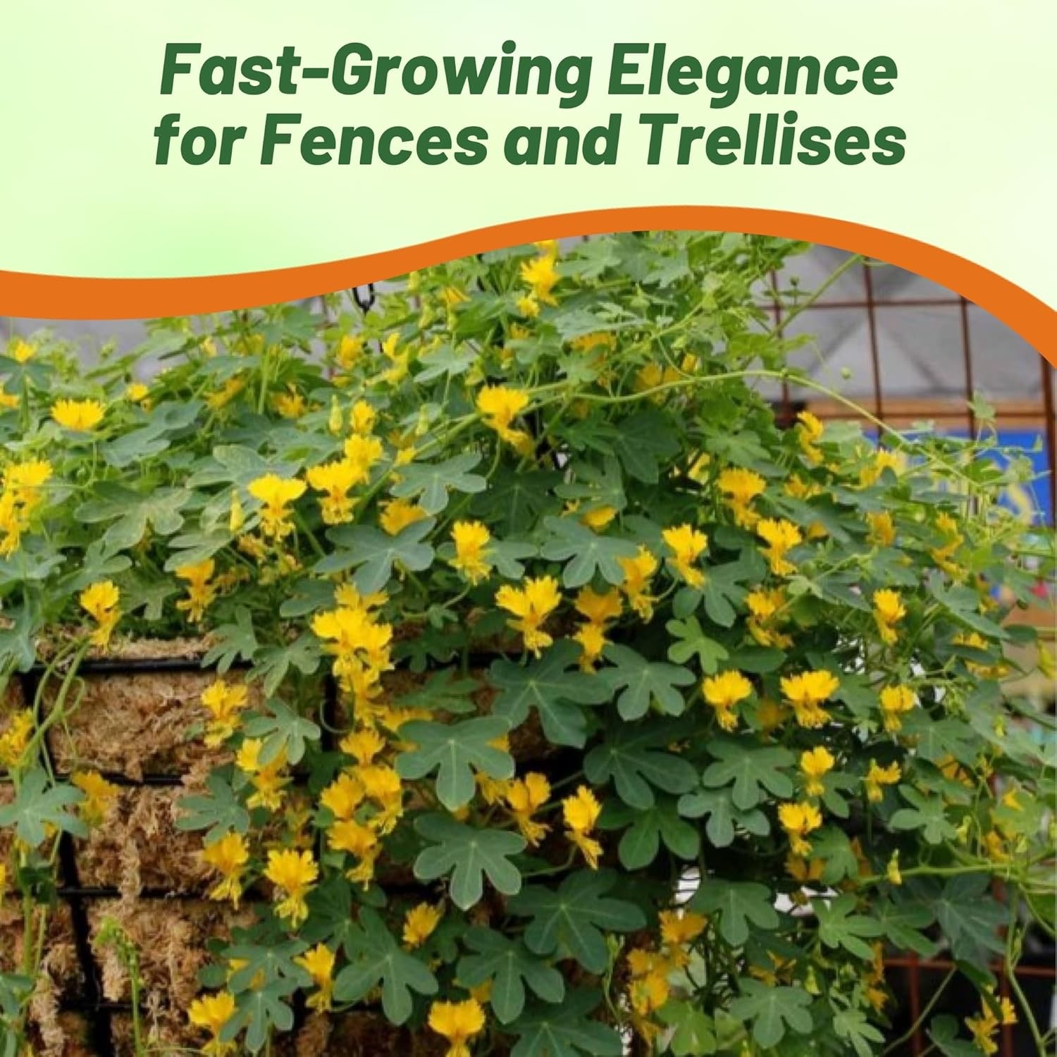200 Seeds Nasturtium Seeds – Tropaeolum Peregrinum Canary Creeper Flower Seed