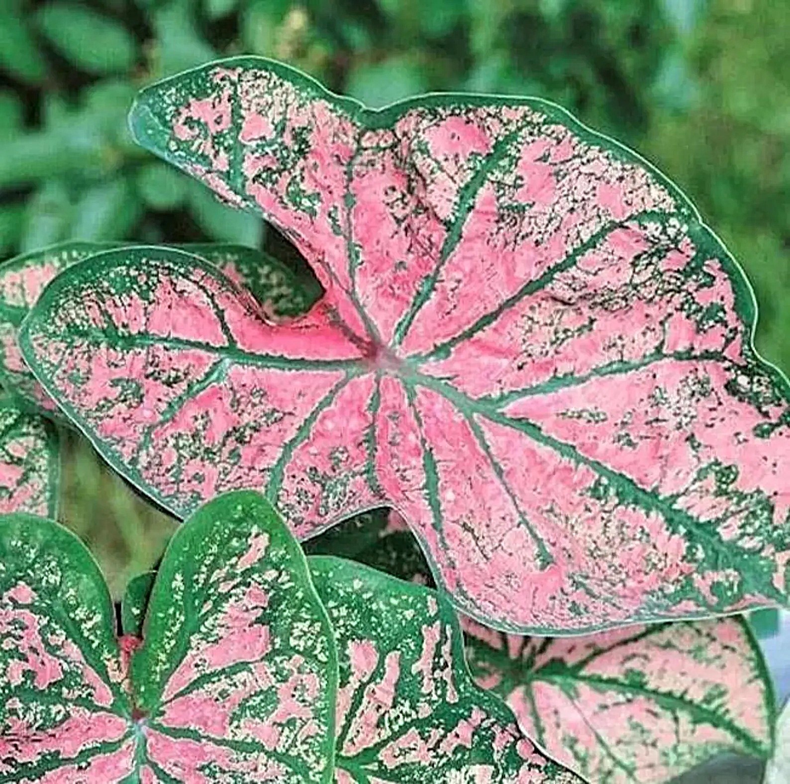 Caladium ‘Florida Roselight’ Size#2(2 bulbs) (You get 2 bulbs)