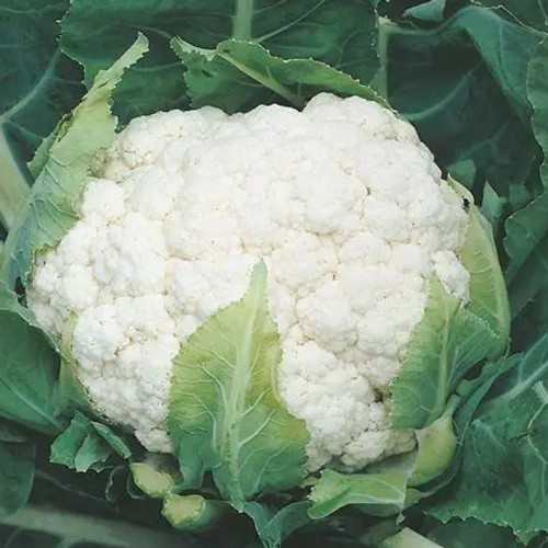 Snowball Improved Cauliflower: 60 Seeds
