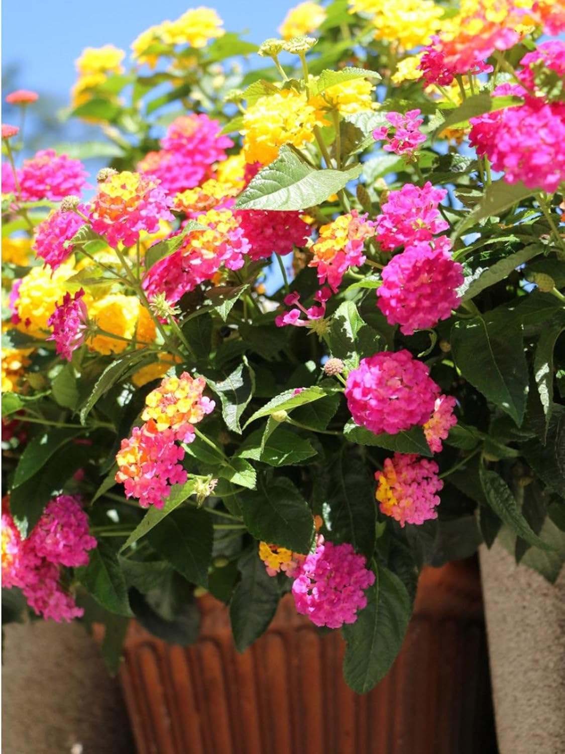 300+ Lantana Flower Seeds for Planting,Perennial Mix Lantana Camara Flowers Seed