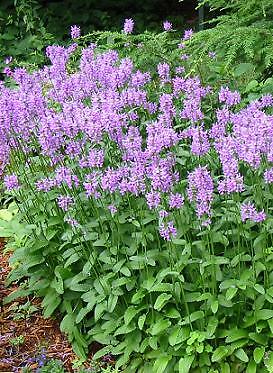Stachys officinalis 250 seeds