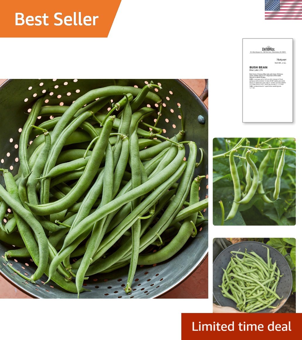 2 Oz Heirloom Blue Lake 274 Bush Bean Seeds – Quick Harvest, Full Sun Required