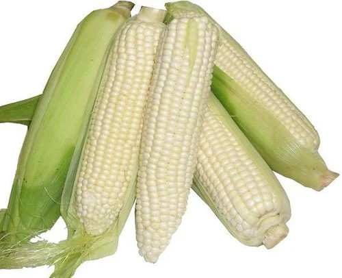 1000+ Truckers Favorite White Corn – Non GMO – Heirloom – Organic – FRESH