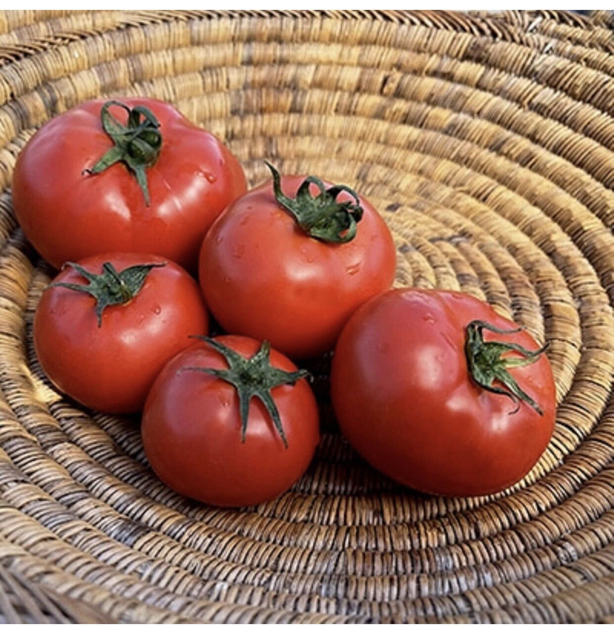 120+ Homestead Tomato Seeds – HEIRLOOM – NON GMO – ORGANIC — DROUGHT RESISTENT
