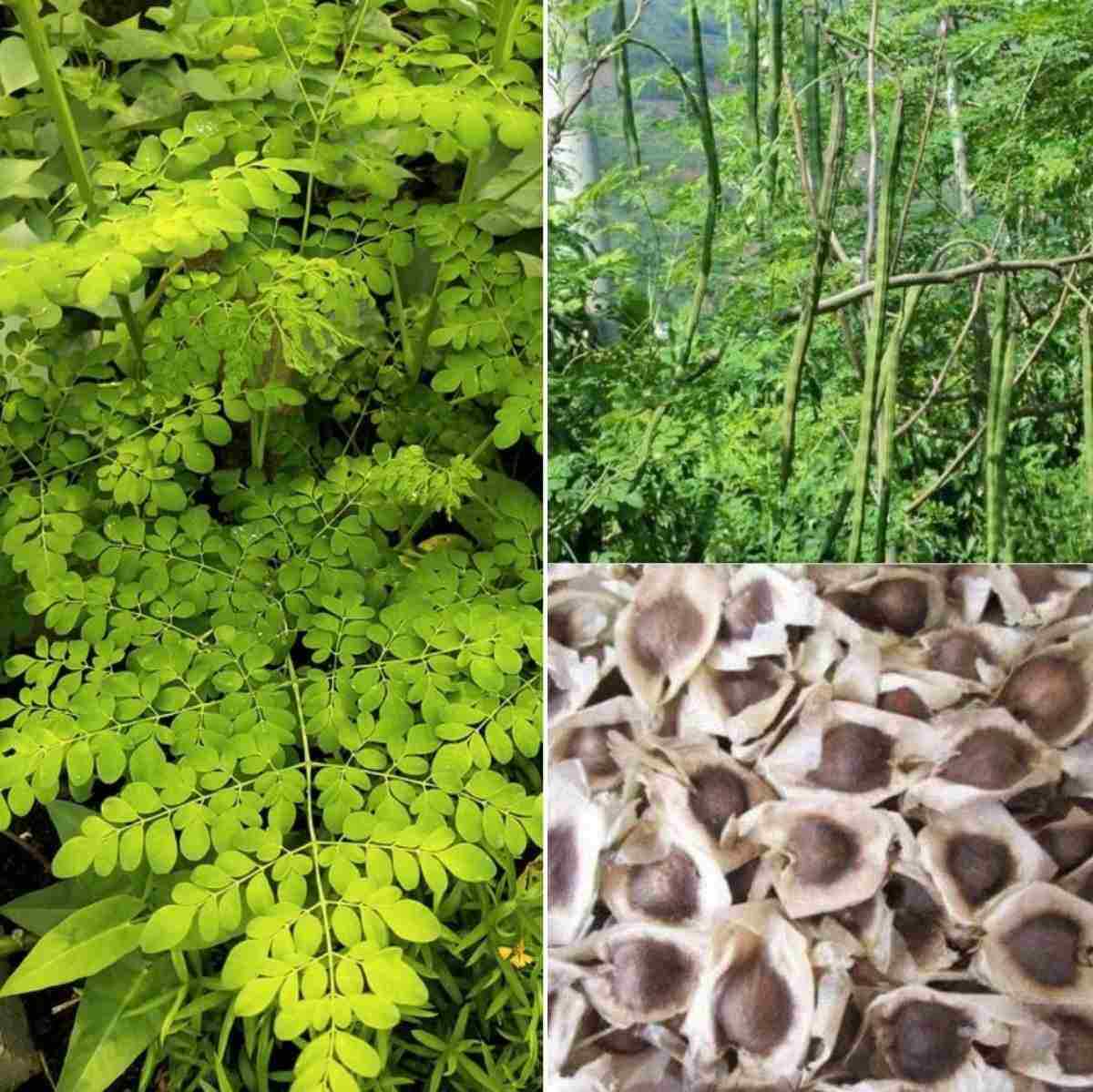 20 Organic Moringa Oleifera Drumstick Seeds NON GMO For Planting Sprouting Food