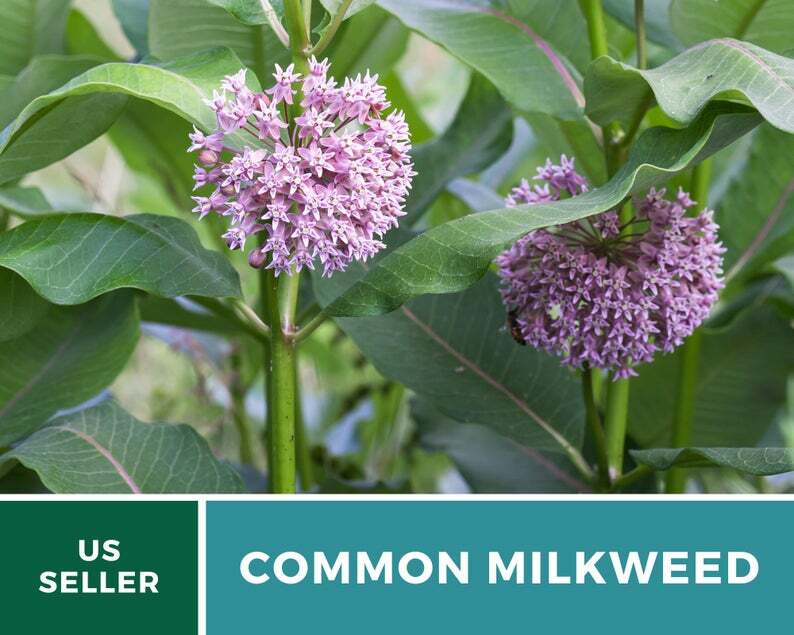 Milkweed, Common – 50 Seeds – Monarch Butterfly Plant – Sow Spring or Fall