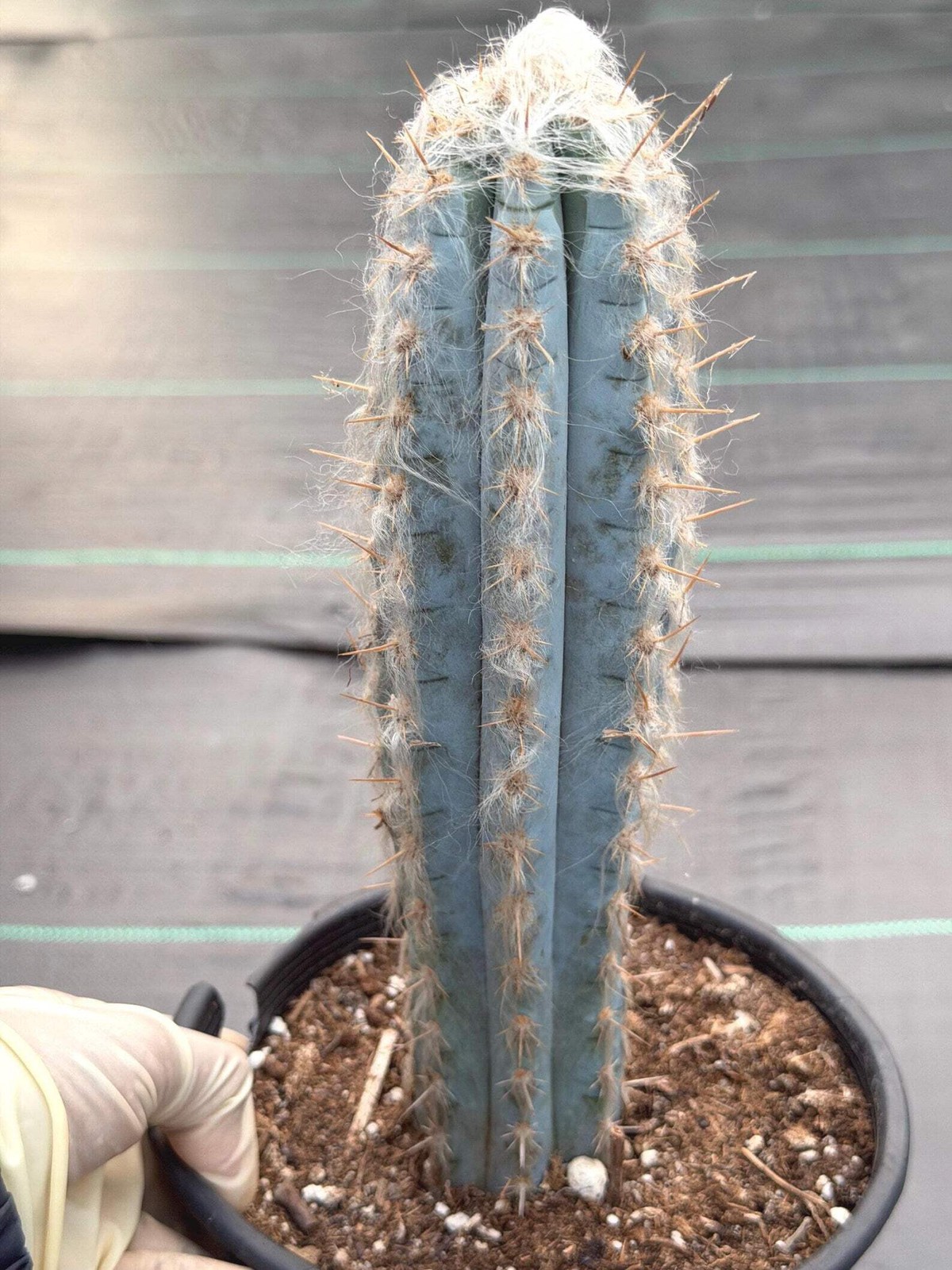Blue Pilosocereus Pachycladus – Rare Live Cactus | 9″ Tall Columnar Specimen