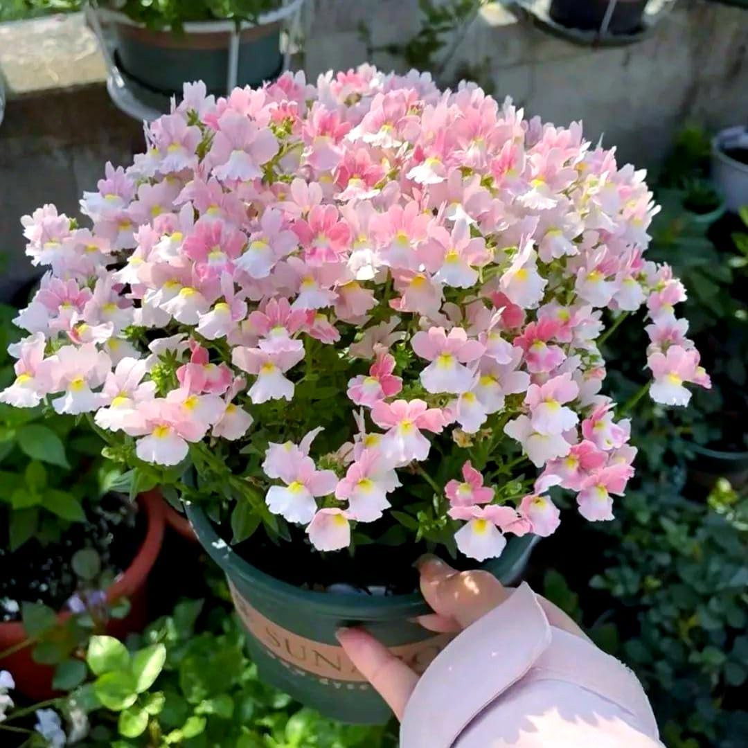 300Pcs Nemesia Galaxy Flower Seeds for Planting – Vibrant Color Mix, Long Bloomi