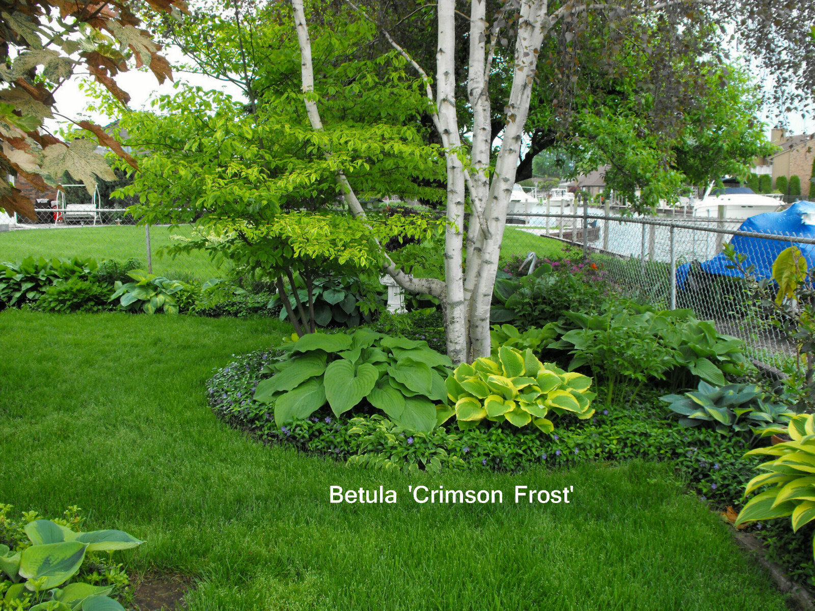 SEEDS Betula pendula ‘Crimson Frost’ Birch, 25 seeds
