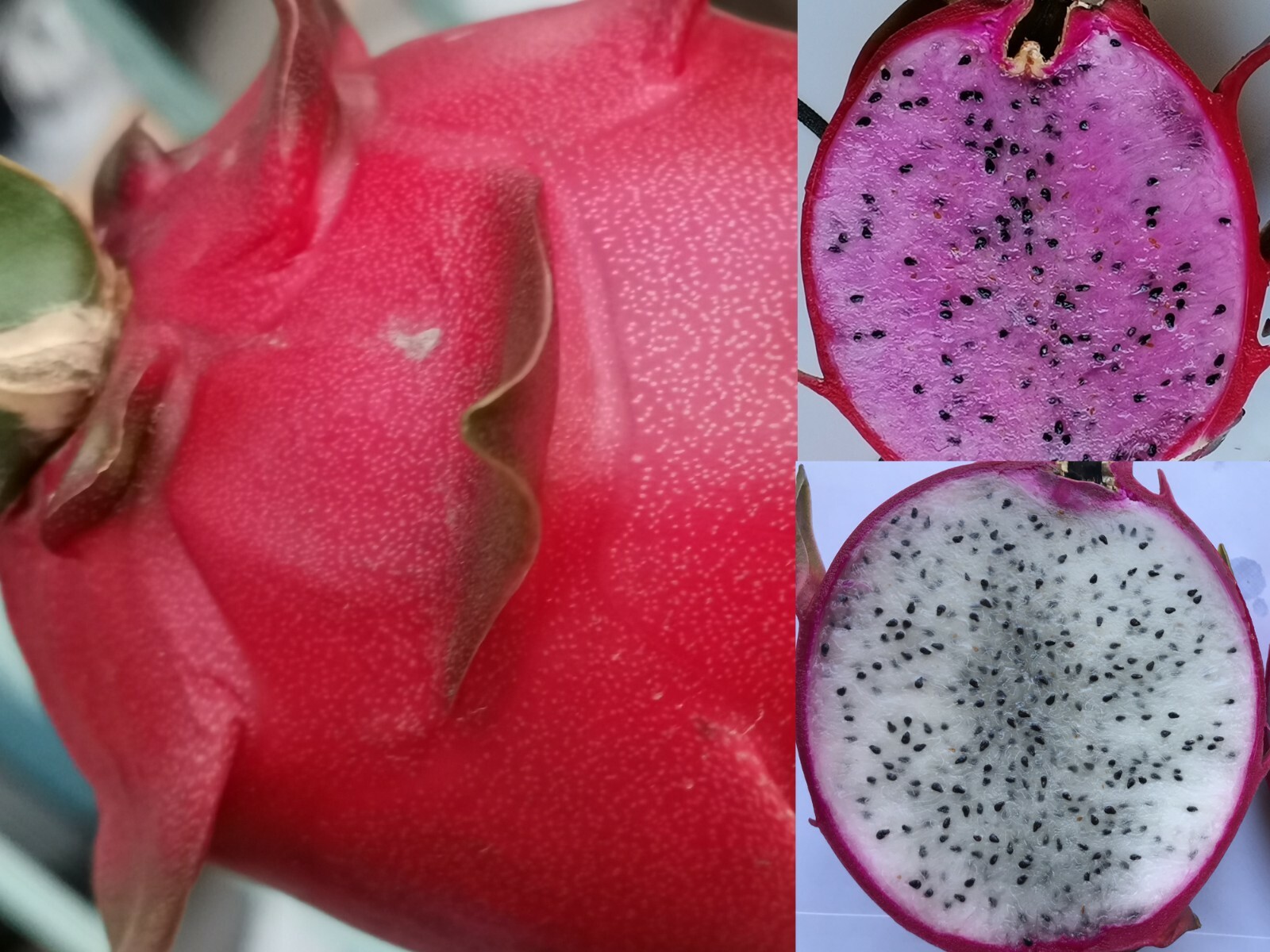 2 Rainbow or White Dragon Fruit Cutting, Megalanthus Pitaya Pitahaya Hylocereus