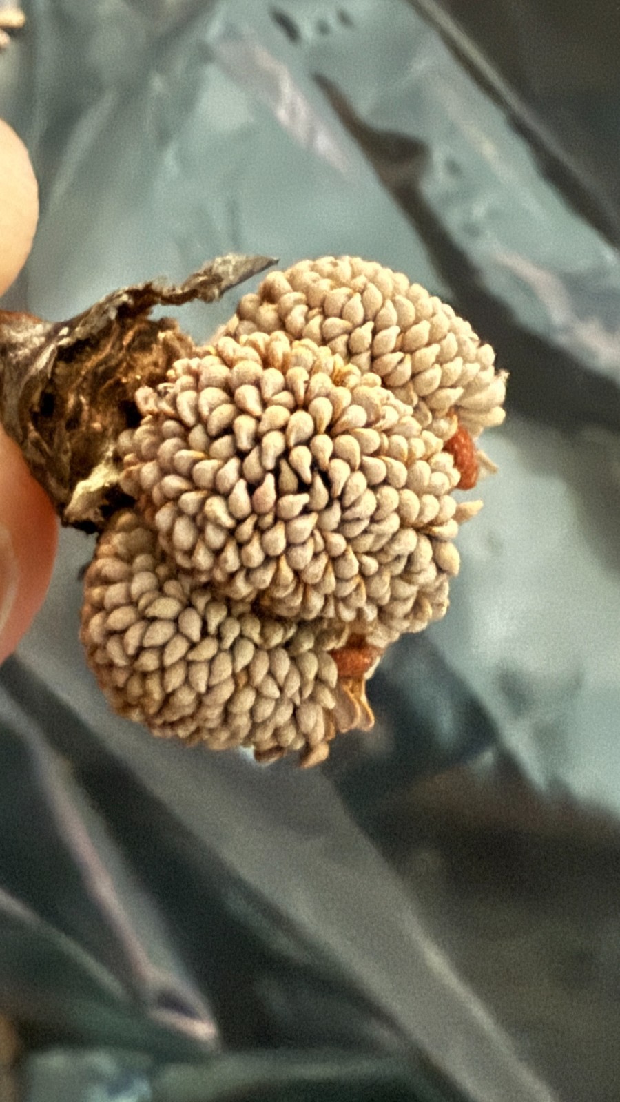 Sarracenia Seeds – JAR657 Doreen’s Colossus x Purp Montana ‘Jerry’s Breeder’