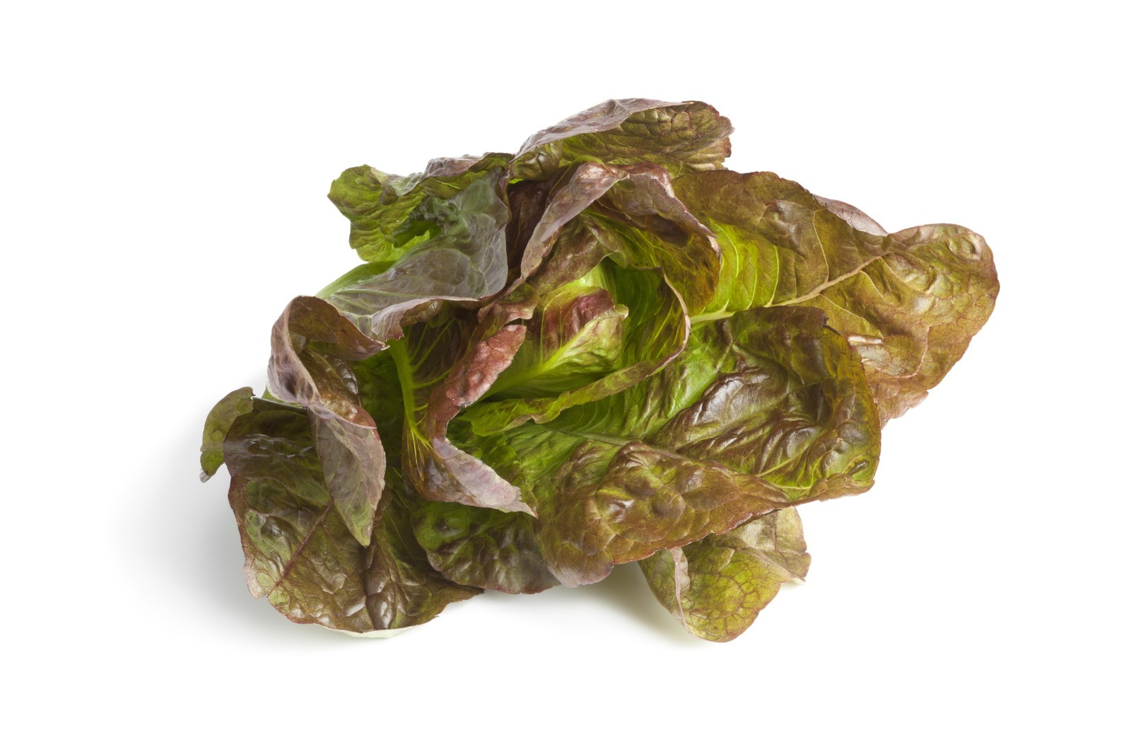 Red Romaine Lettuce seeds