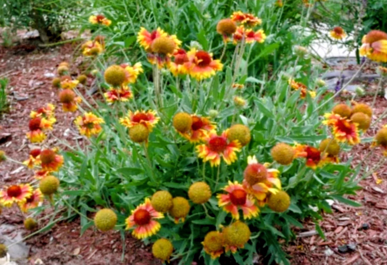 Heirloom Blanket Flower, Gaillardia, 50 Seeds
