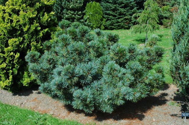 Japanese Stone Pine, Pinus pumila, Tree Seeds (Hardy Evergreen, Bonsai)