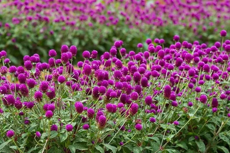 200 Purple Globe Amaranth Gomphrena Seeds. USA Seeds. Organic. Ships free