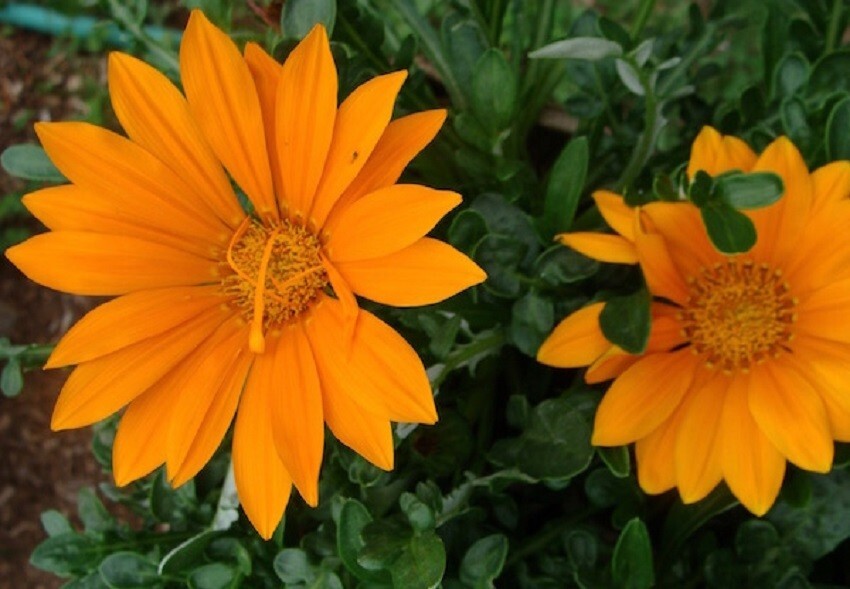 50 Gazania Seeds New Day Orange Flower Seeds