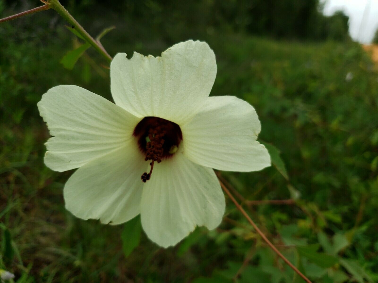 Pineland Hibiscus | 25 Seeds | Hibiscus Aculeatus | Comfortroot | Florida Native