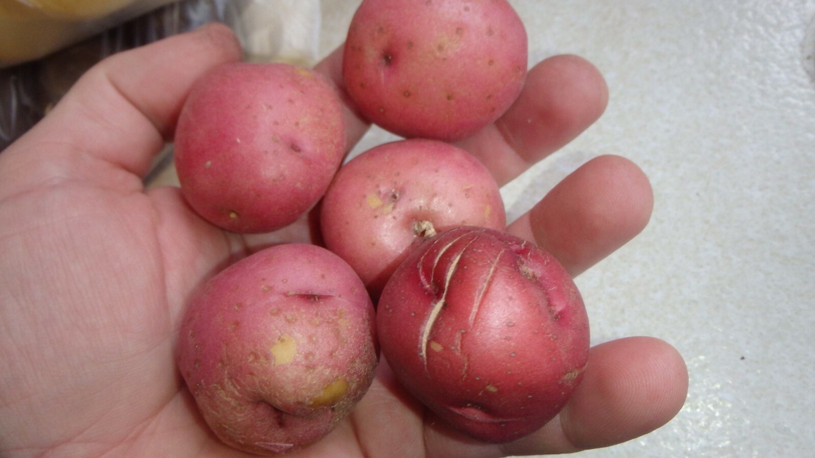 ORGANIC Red Skin White Flesh 5 Potato tubers, Solanum tuberosum