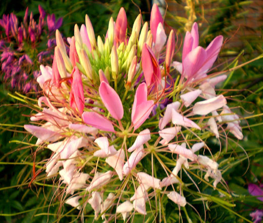SPIDER FLOWER ROSE QUEEN Cleome Hassleriana – 100 Bulk Seeds
