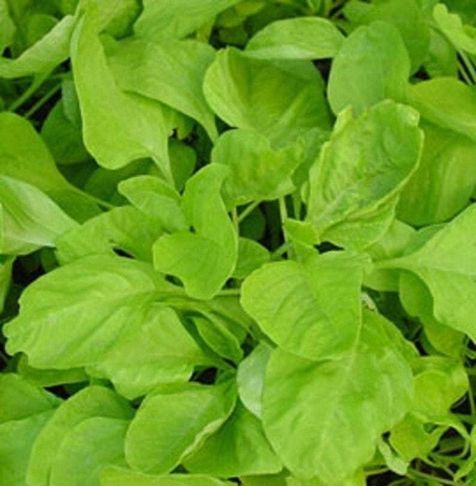 500++ Green Amaranth Chinese spinach White Leaf Lu Hsien green Thandu keerai