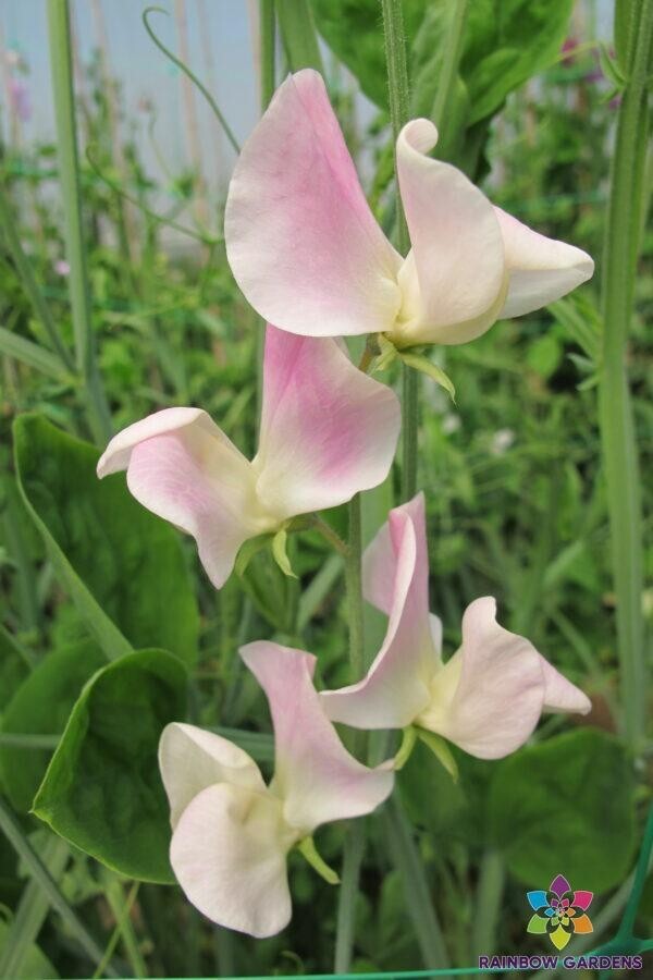 50+ Crown Princess Victoria Sweet Pea Seeds for Garden – USA – FREE SHIPPING!