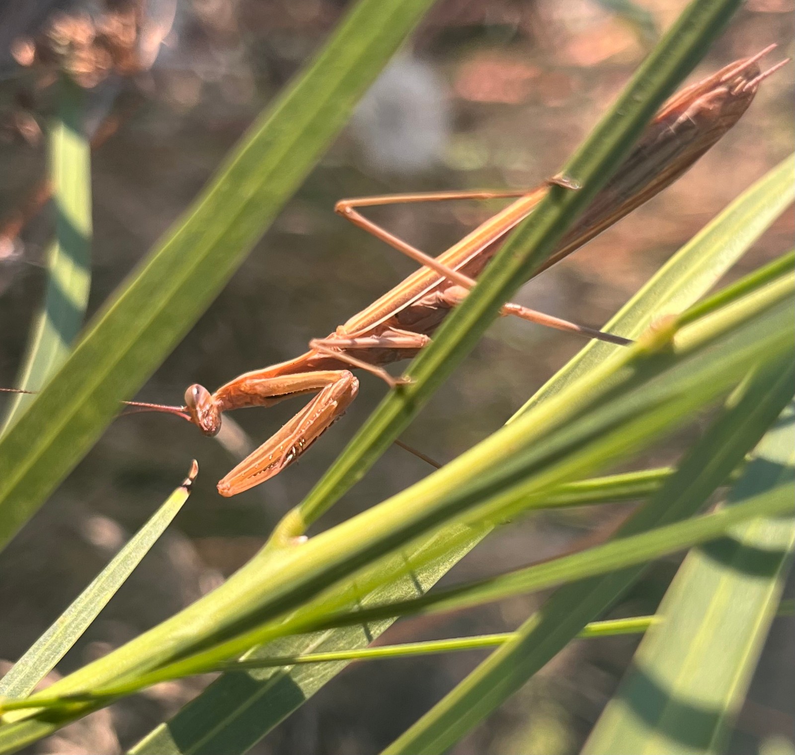 Acacia uncifolia Seeds – ‘Coast Wirilda’