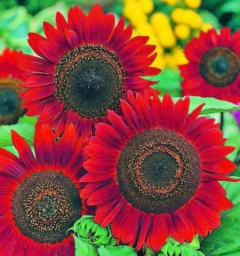 20 Red Sunflower Seeds for Planting