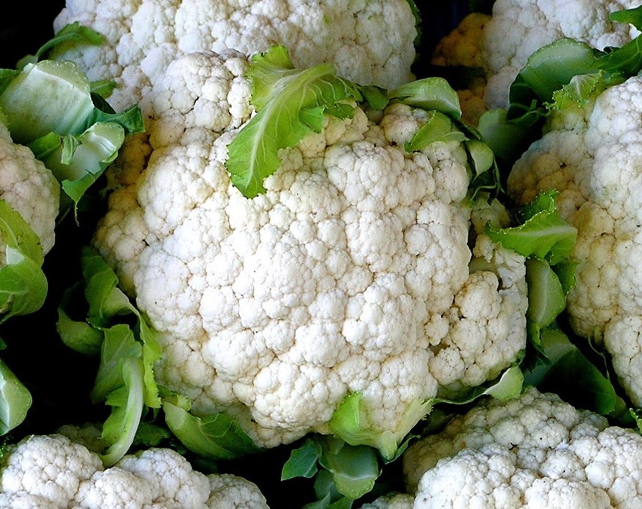 Cauliflower Snowball Y Improved, Cruciferous, Non-GMO, Self Blanching, #47