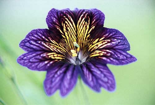 25+ RARE STAINED-GLASS FLOWER SEEDS MIX / ANNUAL / SALPIGLOSSIS