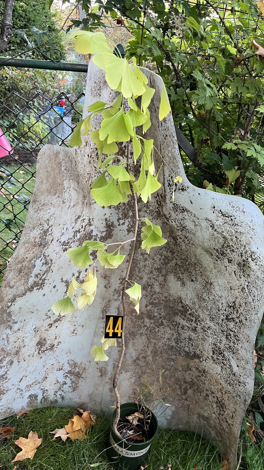 Ginkgo Biloba exact plant #44 seedling unsexed bareroot 4 year old