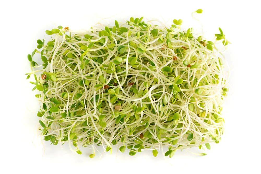 Alfalfa – Organic – Sprouting Seeds 1 pound