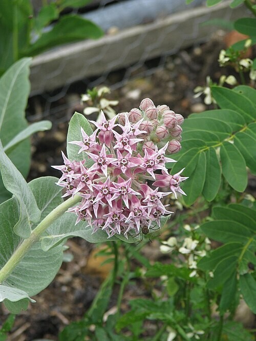 50x Asclepias speciosa (showy Milkweed) Seeds
