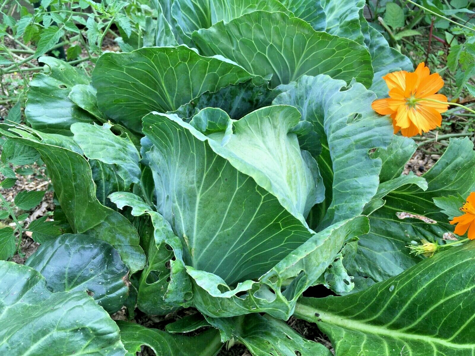 600+JERSEY WAKEFIELD Cabbage Seeds Heirloom Spring Fall Garden Container Easy