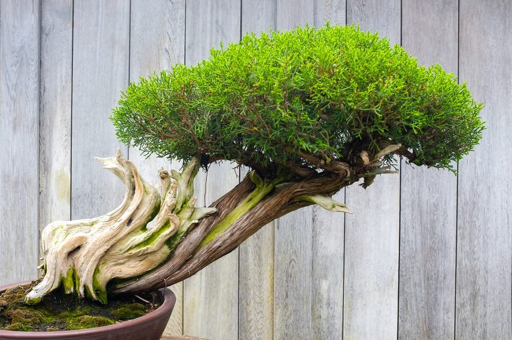 Thuja Evergreen Bonsai Tree Seeds – Western Red Cedar, Thuja plicata – 30 Seeds