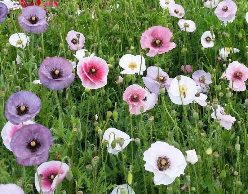 Mother of Pearl Poppy Seeds fresh for 2024 mix of blues and pinks