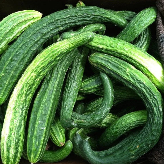 100+ Suyo Long Cucumber Seeds – Heirloom – Non GMO – Organic – Genuine —–RARE