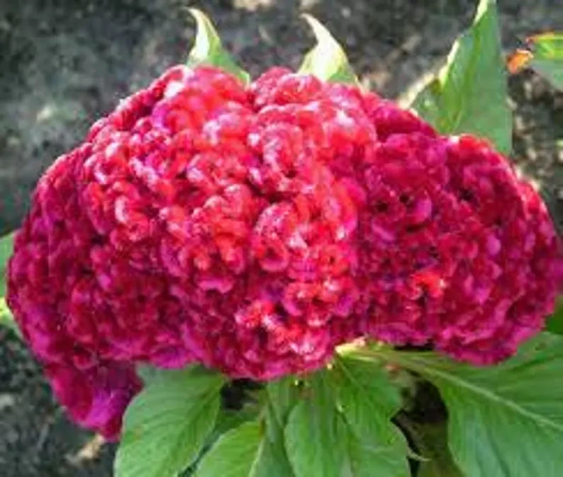 200 Dwarf Pink Celosia Cristata Cockscomb Seeds. Organic. USA Seeds. Ships free
