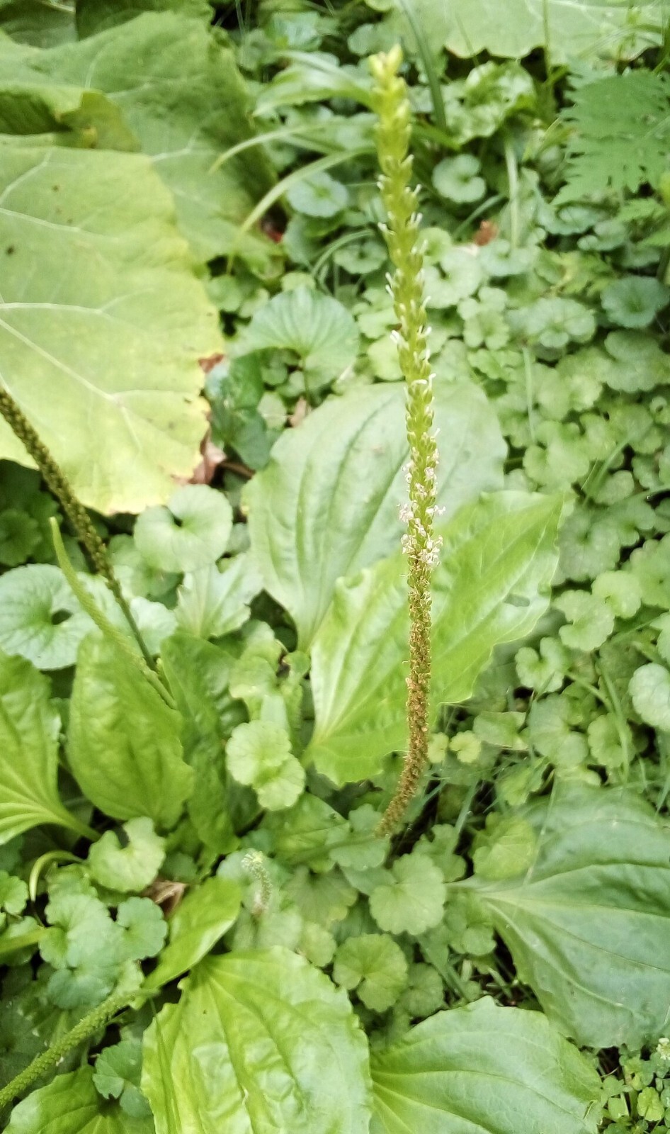50 SEEDS COMMON PLANTAIN