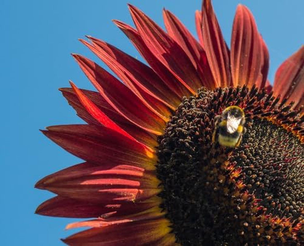 Red Sunflower Seeds for Planting – 50 Heirloom Non GMO Velvet Queen Flower Seeds